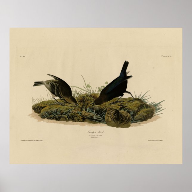 Poster Ave-caneta-Vaca (Cowbird) Aves da América (Frente)