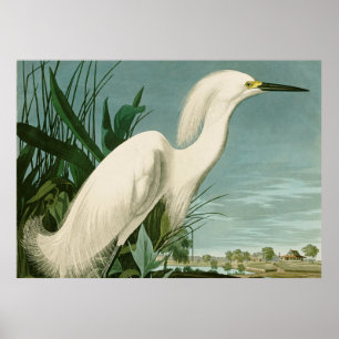 Poster Ave-de-Egrete Branca do Herão de Neve Audubon