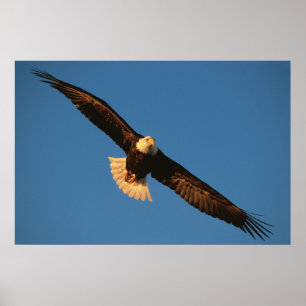 Póster Ave de rapina, Águia Americana em voo, Kachemak