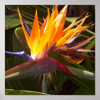 Póster ave do paraíso 1