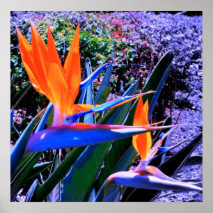 Póster Ave do Paraíso Havaí