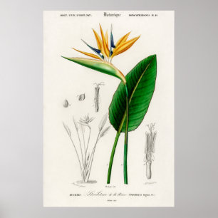 Poster Ave do paraíso (Strelitzia Reginae)