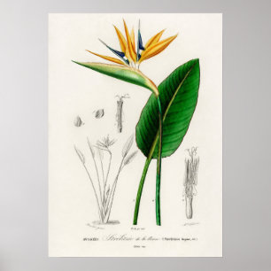 Poster Ave do paraíso (Strelitzia Reginae)