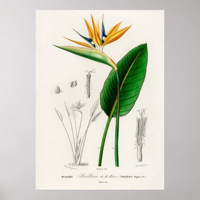 Poster Ave do paraíso (Strelitzia Reginae) (Frente)