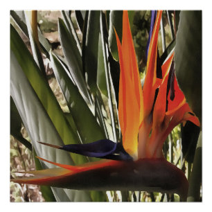 Póster Ave do Paraíso Strelitzia Reginae - Painti acrílic
