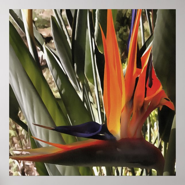 Poster Ave do Paraíso Strelitzia Reginae - Painti acrílic (Frente)