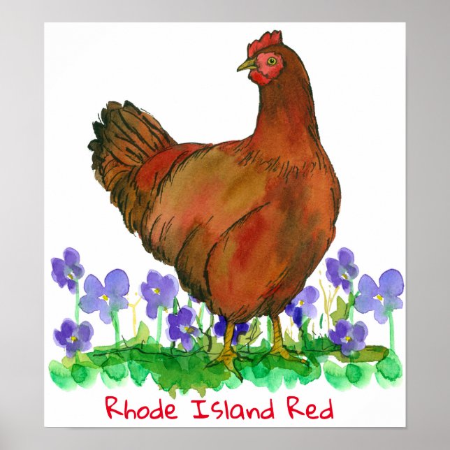 Poster Ave Estatal de Rhode Island Red Hen Violets (Frente)