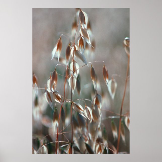Póster Aveia De Ripe (Avena Sativa) Fechar. Ceres, Boland (Frente)