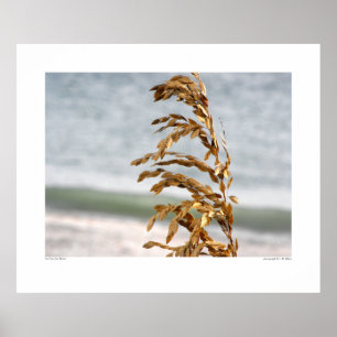 Póster Aveia-do-mar, brisa-mar