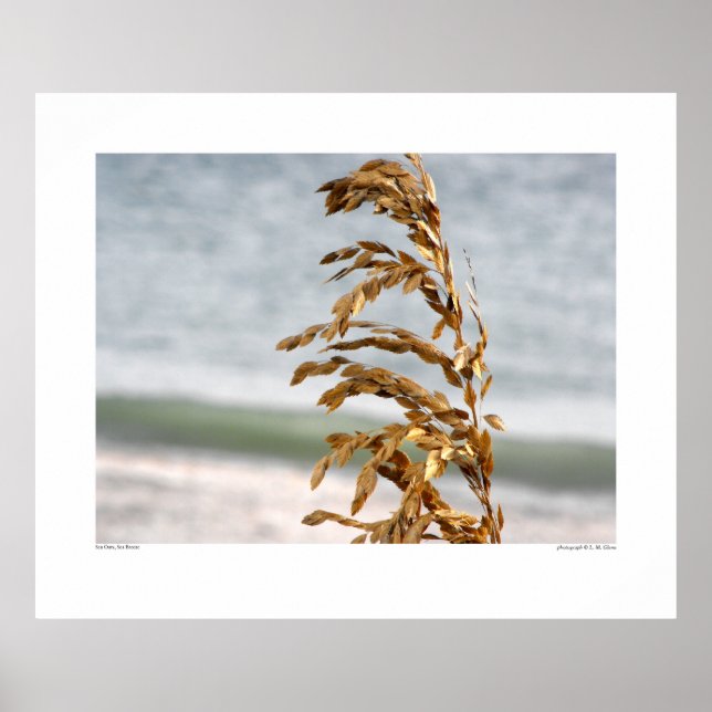 Póster Aveia-do-mar, brisa-mar (Frente)