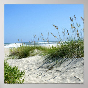 Poster Aveia do mar em Ocracoke