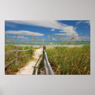 Póster Aveia do mar Uniola paniculata) crescendo pela pra