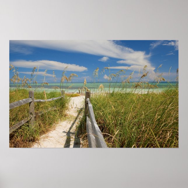 Póster Aveia do mar Uniola paniculata) crescendo pela pra (Frente)