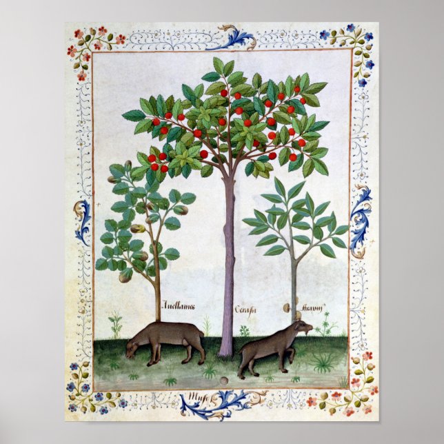 Póster Avelãs Bush e cerejeira (Frente)