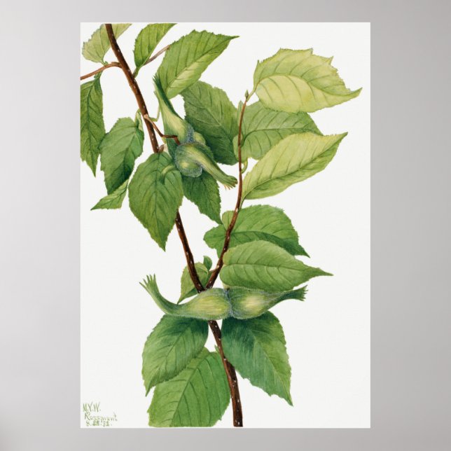Poster Avelãs cozidas (Corylus rostrata) (1932) apresenta (Frente)