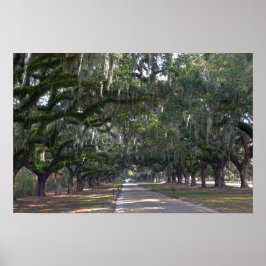 Póster Avenida de Carvalhos da Plantação Boone Hall
