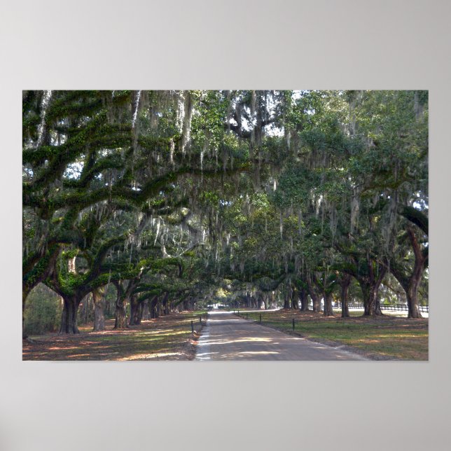Póster Avenida de Carvalhos da Plantação Boone Hall (Frente)