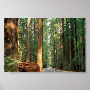Póster Avenida dos Giants, Humboldt, CA