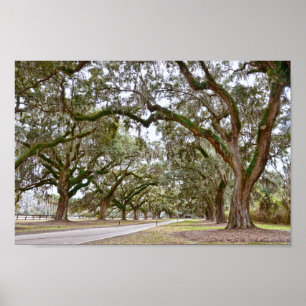Poster Avenida Oaks sobre Plantação da Carolina do Sul