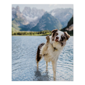 Póster Aventura no Lago Border Collie Montanha Cão Viagem