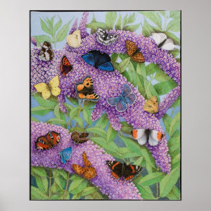 Póster Aventurando-se 2011