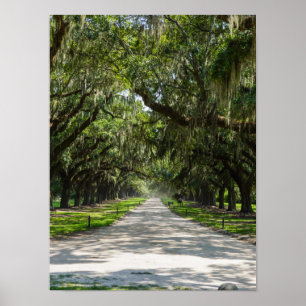 Poster Avenue Of Oaks