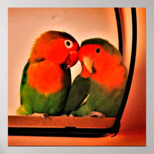 Poster Aves