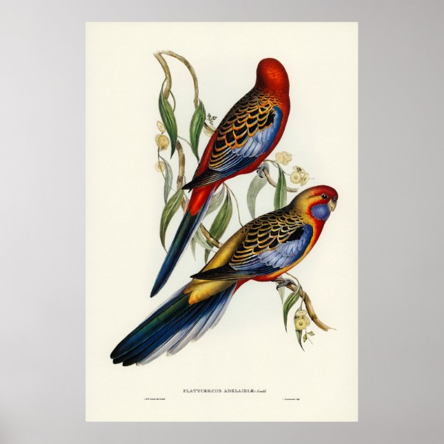 Poster Aves (Frente)