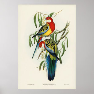 Poster Aves 4