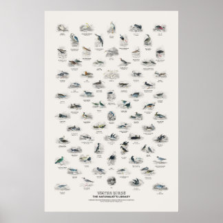 Poster Aves Aquáticas - Biblioteca do Naturalista