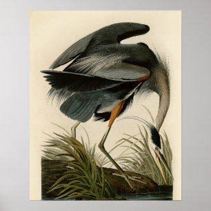 Póster Aves Azuis-Heronárias do Excelente Audubon
