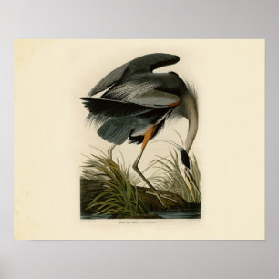 Póster Aves Azuis-Heronárias do Excelente Audubon