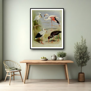 Poster Aves Britânicas, Ilustrações de Arte