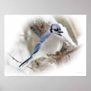 Póster Aves canoras de Jay azul na neve