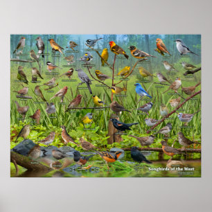 Póster Aves canoras do oeste