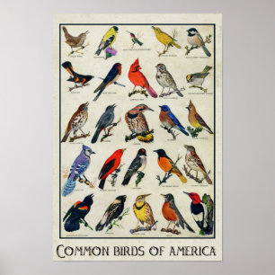 Póster Aves Comuns da América Pássaros Antigos