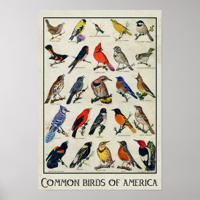 Póster Aves Comuns da América Pássaros Antigos (Frente)
