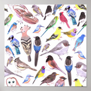 Poster Aves da América - animais de companhia e aves sel