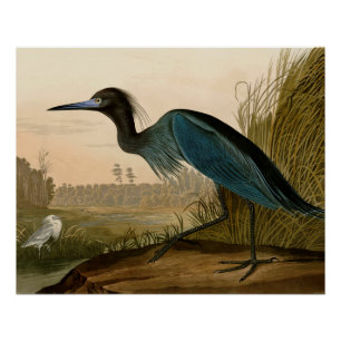 Póster Aves da América de Crane Azul de Audubon