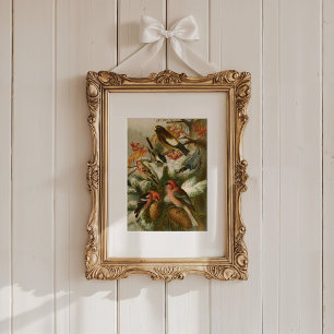 Poster Aves da América do Norte   Gustav Mü tzel