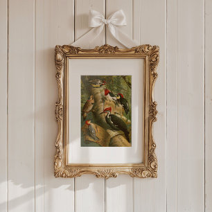 Poster Aves da América do Norte Gustav Mü tzel