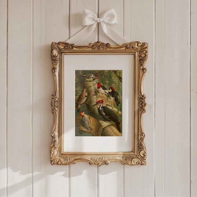 Poster Aves da América do Norte | Gustav Mü tzel (Criador carregado)