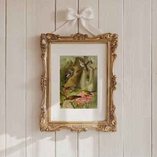 Poster Aves da América do Norte Gustav Mü tzel