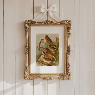 Poster Aves da América do Norte Gustav Mü tzel