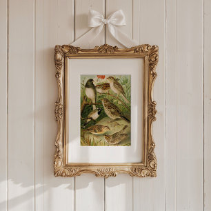 Poster Aves da América do Norte   Gustav Mü tzel