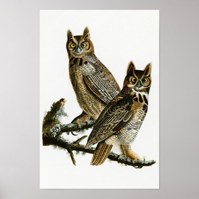 Póster Aves da América, John Audubon, Coruja excelente Co (Frente)