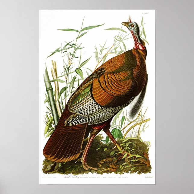 Poster Aves da América John James Audubon, Turquia selvag (Frente)