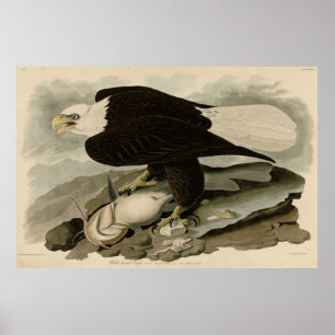 Poster Aves de Audubon com cabeça branca (Águia Balda) da