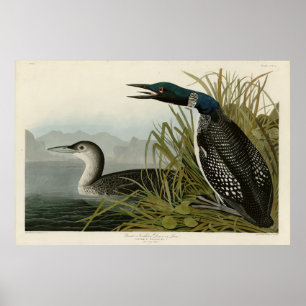 Poster Aves de Audubon do Norte Diver Loon da América