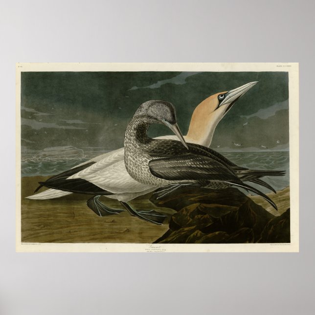 Poster Aves de Audubon (Gannet Norte) da América (Frente)